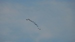 Hornbill flocks -Ou Mei Ching